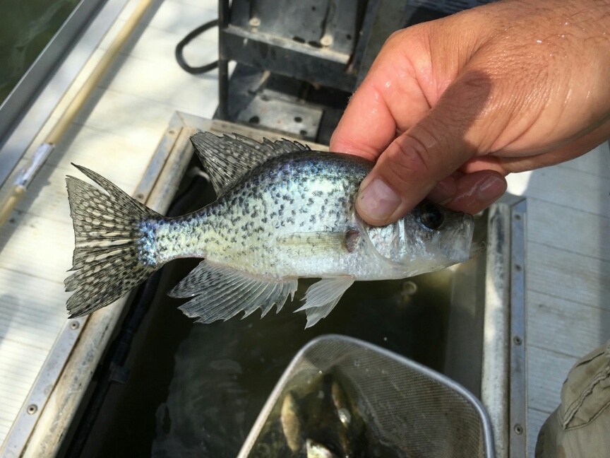 Crappie