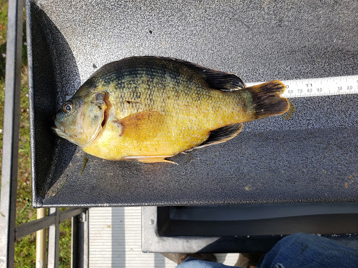 Green Sunfish