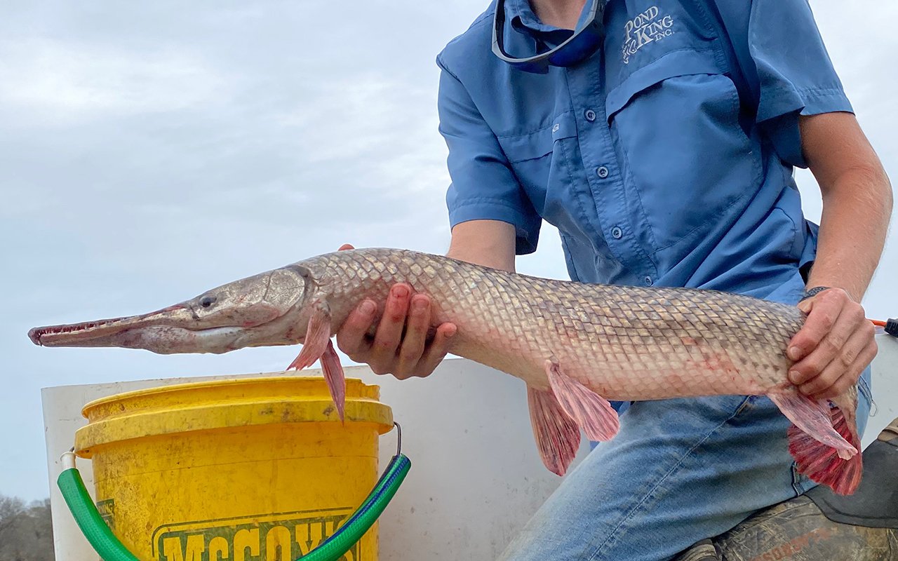 gar